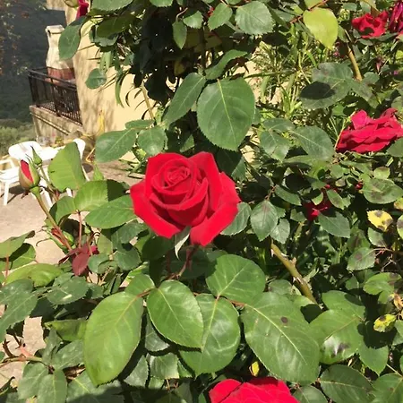 Les Asphodèles Appartamento