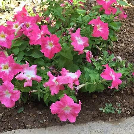 Les Asphodèles Partinello