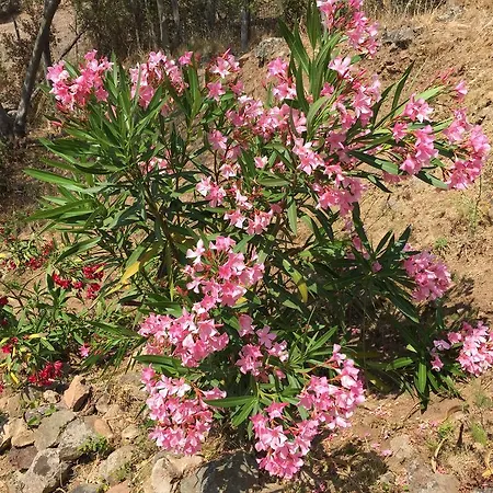 Les Asphodèles Appartamento