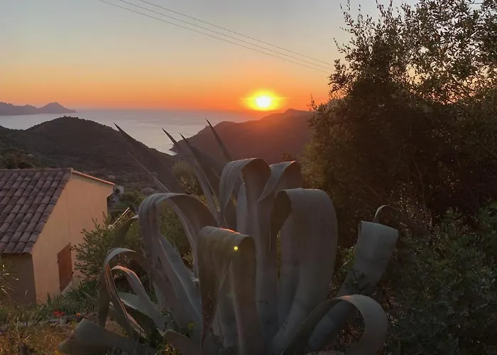 Les Asphodeles Partinello