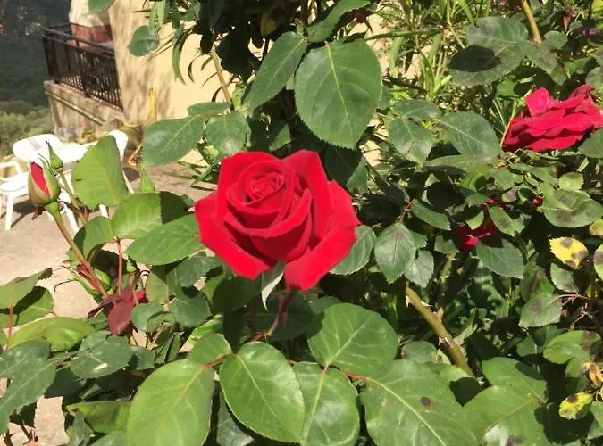 Les Asphodeles Apartmán