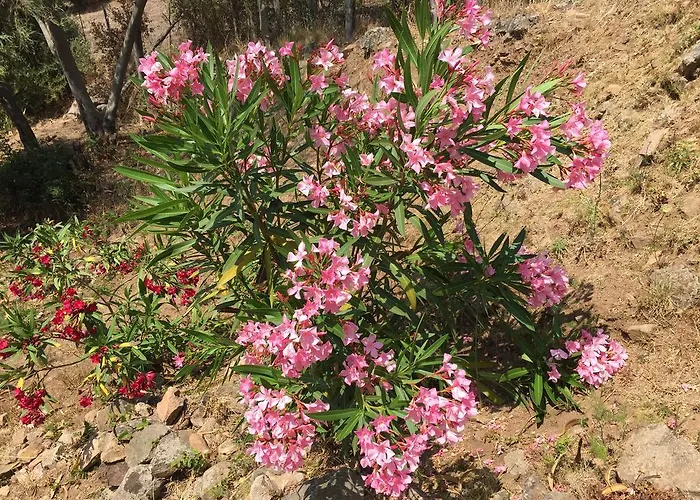 Les Asphodeles Apartmán