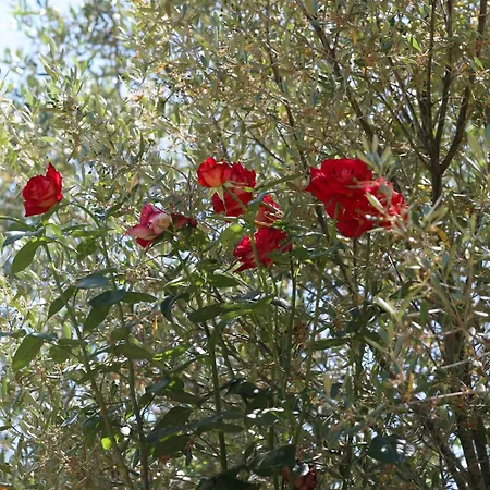 דירה Les Asphodeles Partinello