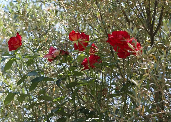 Appartement Les Asphodeles Partinello