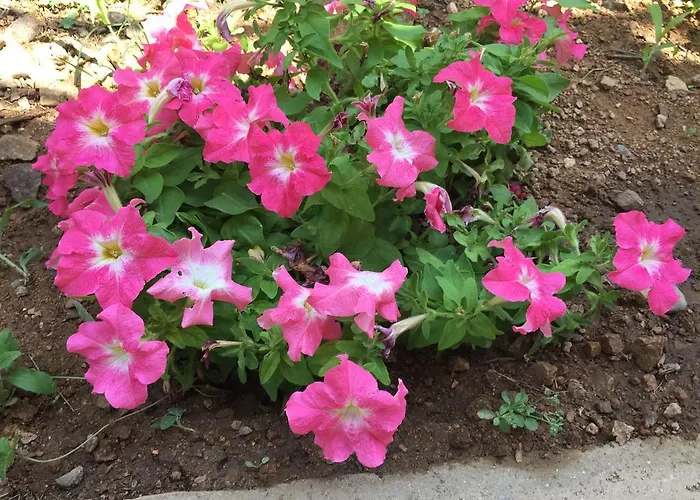 Les Asphodeles Partinello